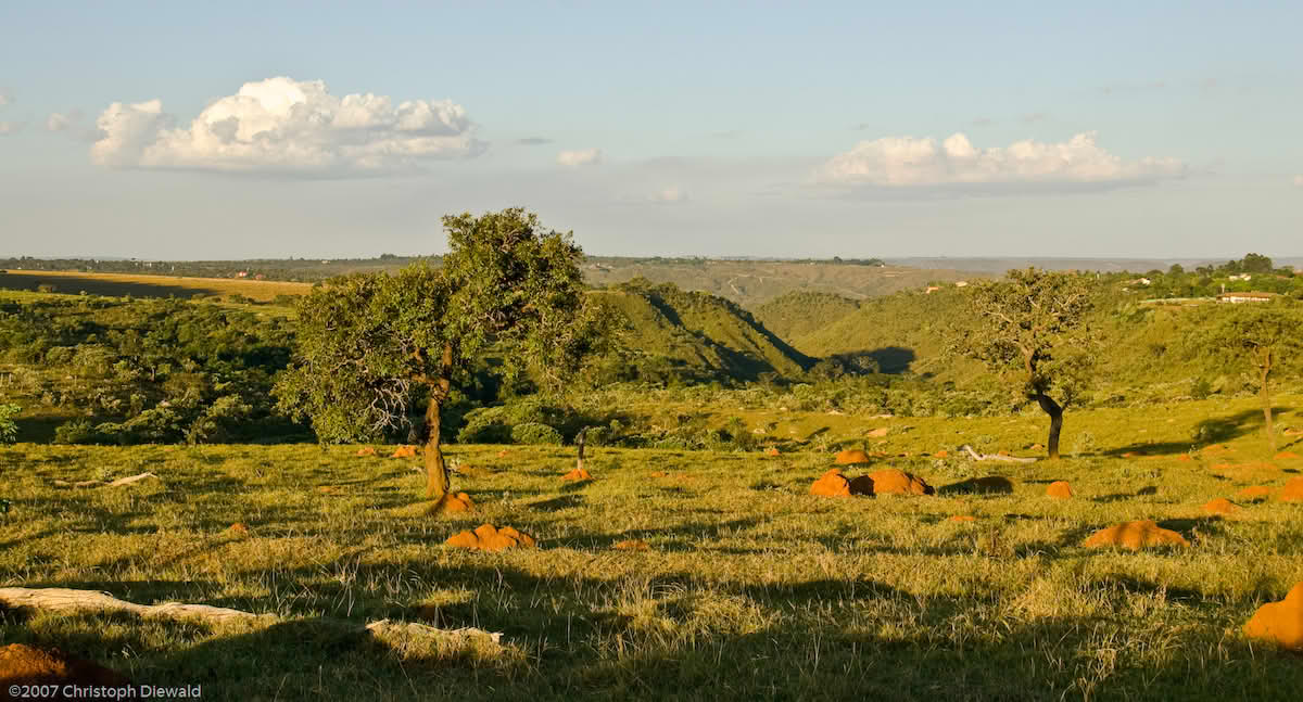 Cerrado