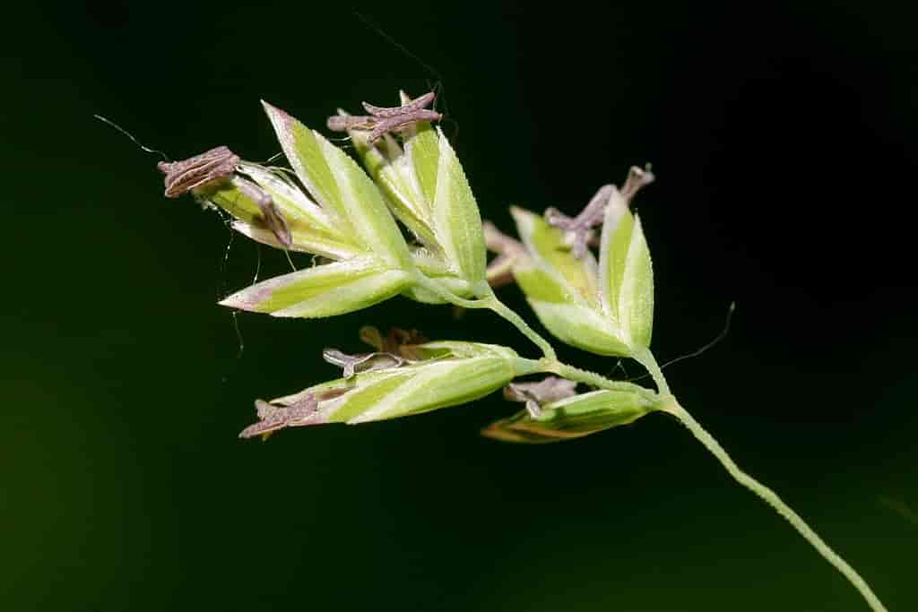 Gressblomster