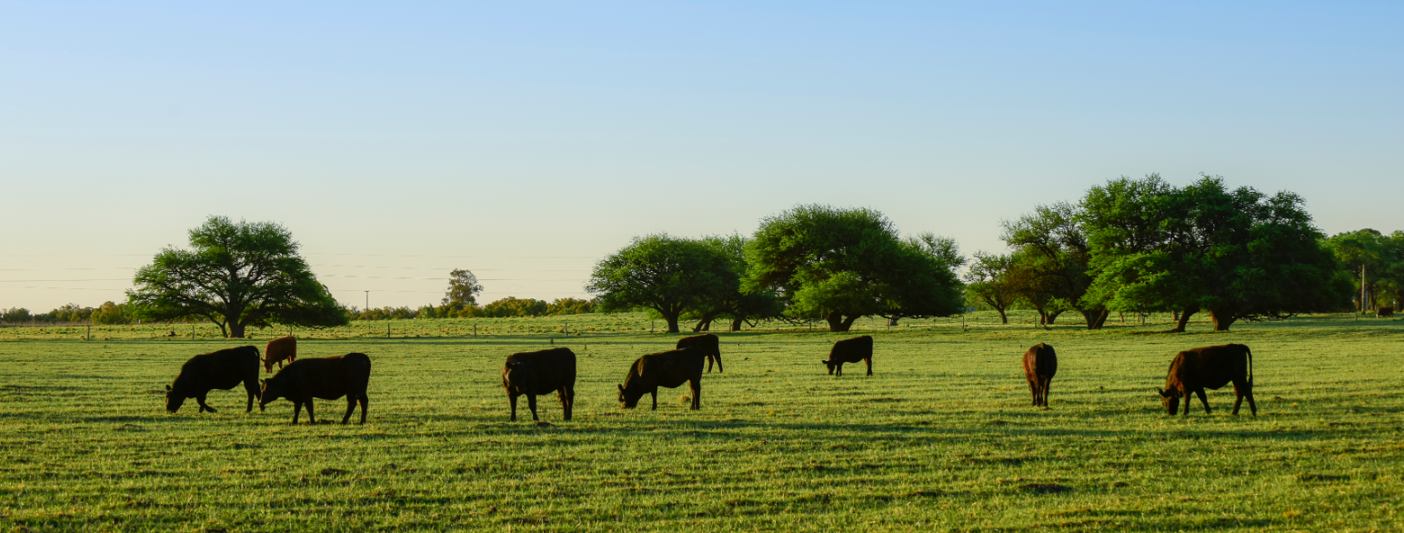 Kyr beiter, Pampas, Argentina