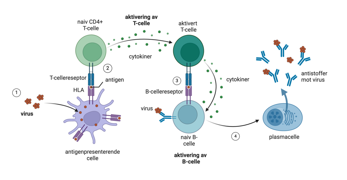 Aktivering av lymfocytter