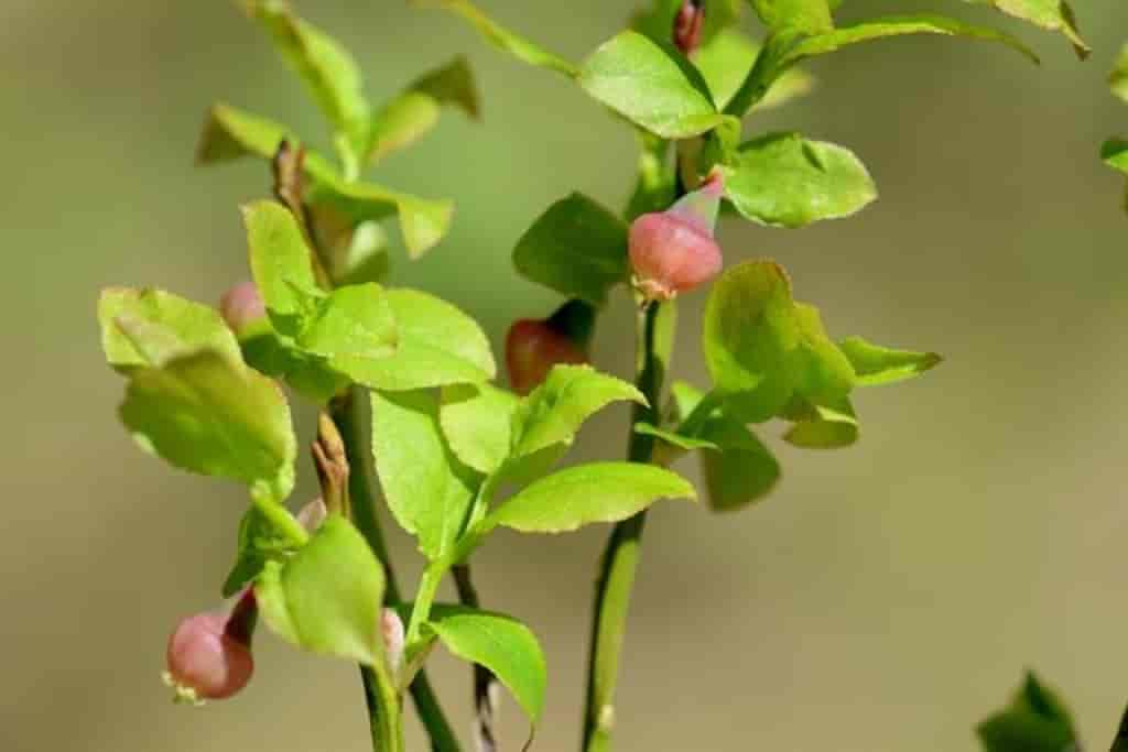 grønne blader og rosa blomster