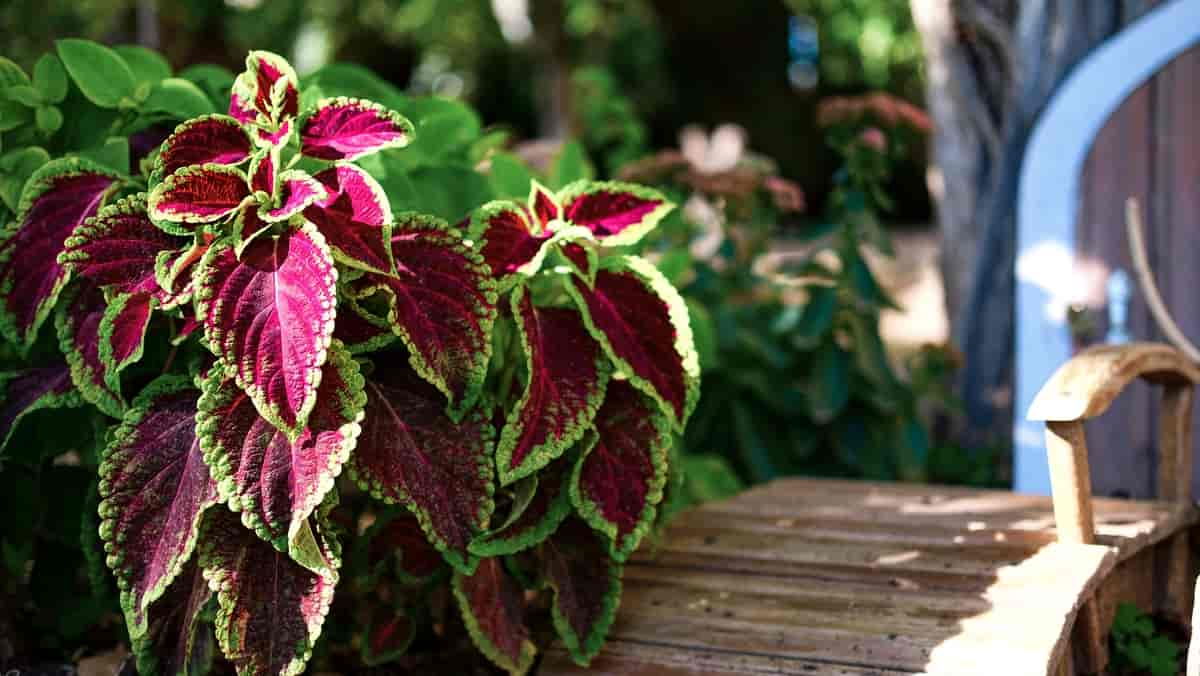 Coleus