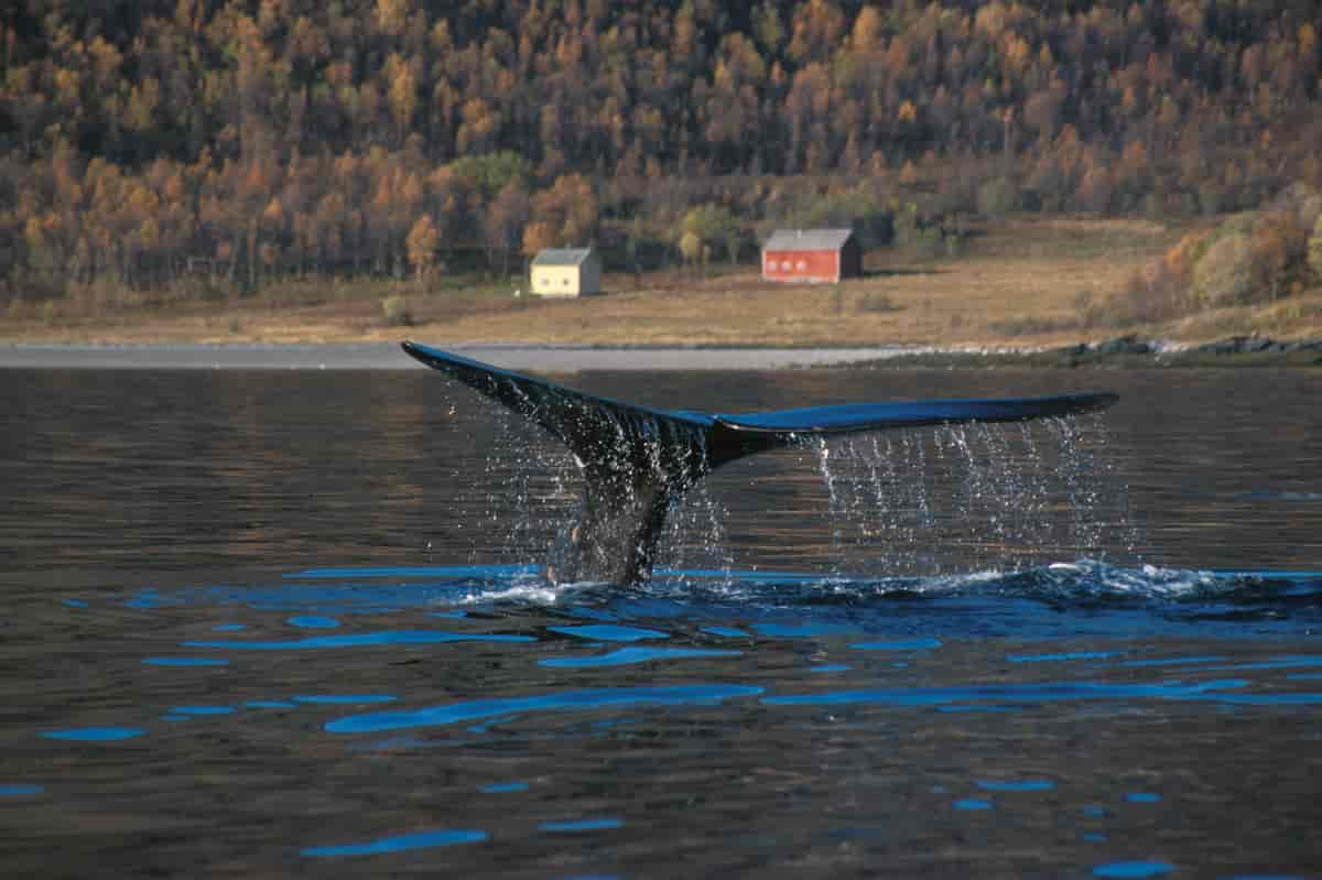 Nordkaper