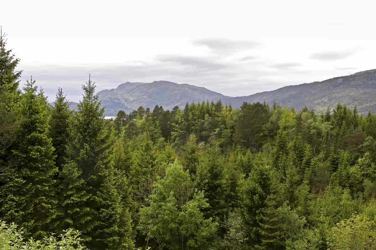 Tilplanting av gran på Vestlandet