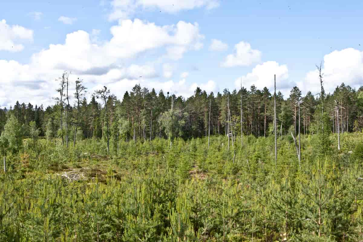 Snauflate med god gjenvekst og miljøhensyn