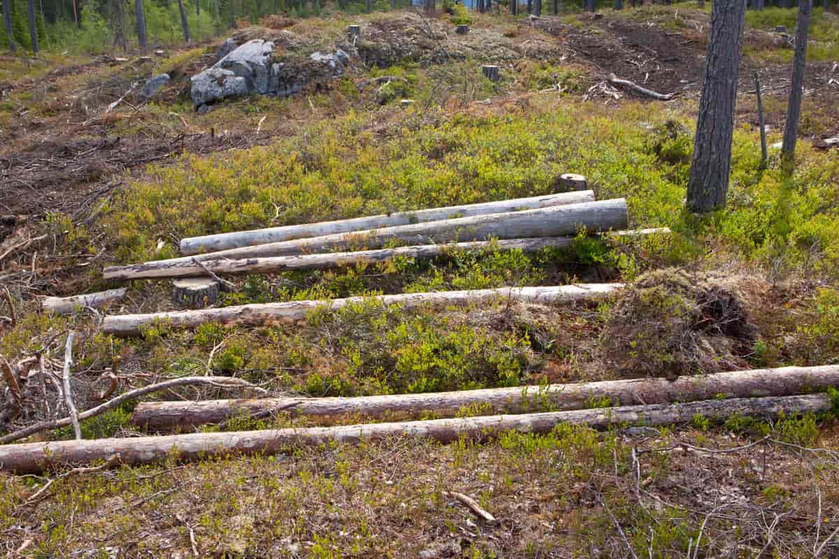 Hogst av furugadder i strid med PEFC regler