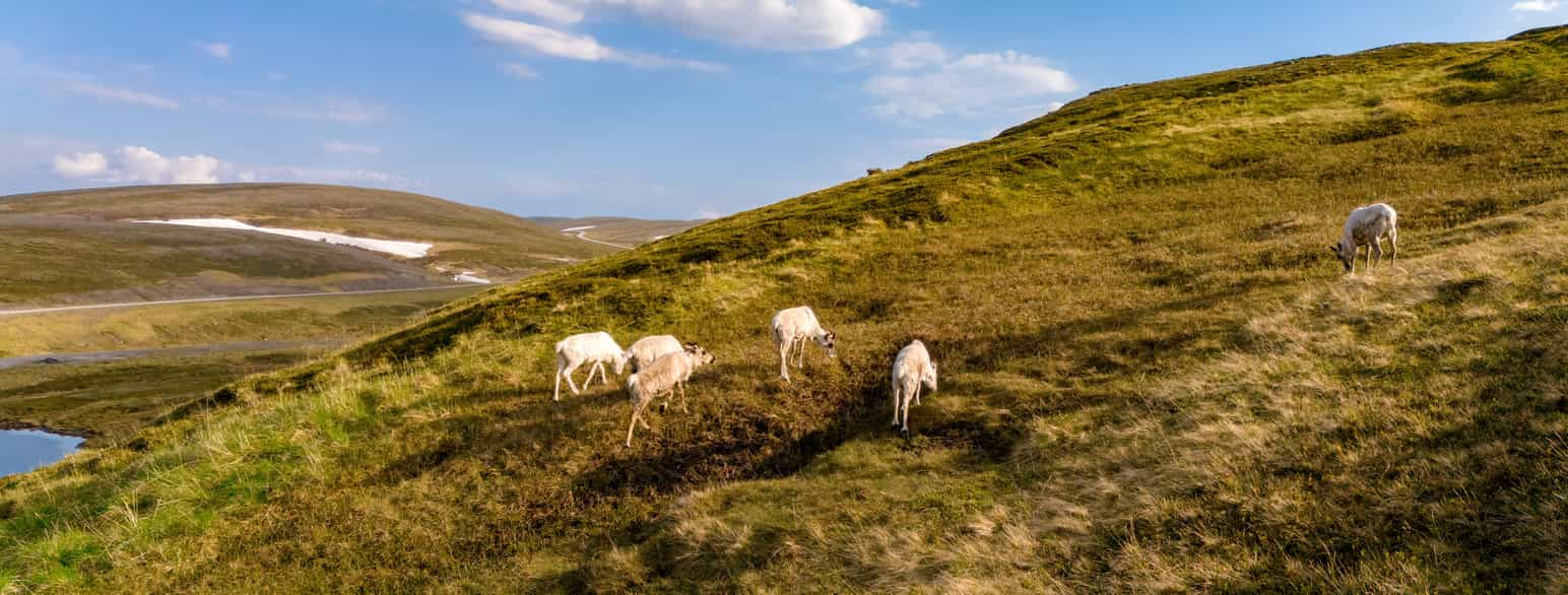 Bildet viser fem hvite reinsdyr som beiter på en grønn fjellhei. De går rundt på gresset og spiser, omgitt av store åpne områder med myk bakke og åser i bakgrunnen. Noen snøflekker ligger på fjellene i det fjerne, og himmelen er blå med lette skyer.