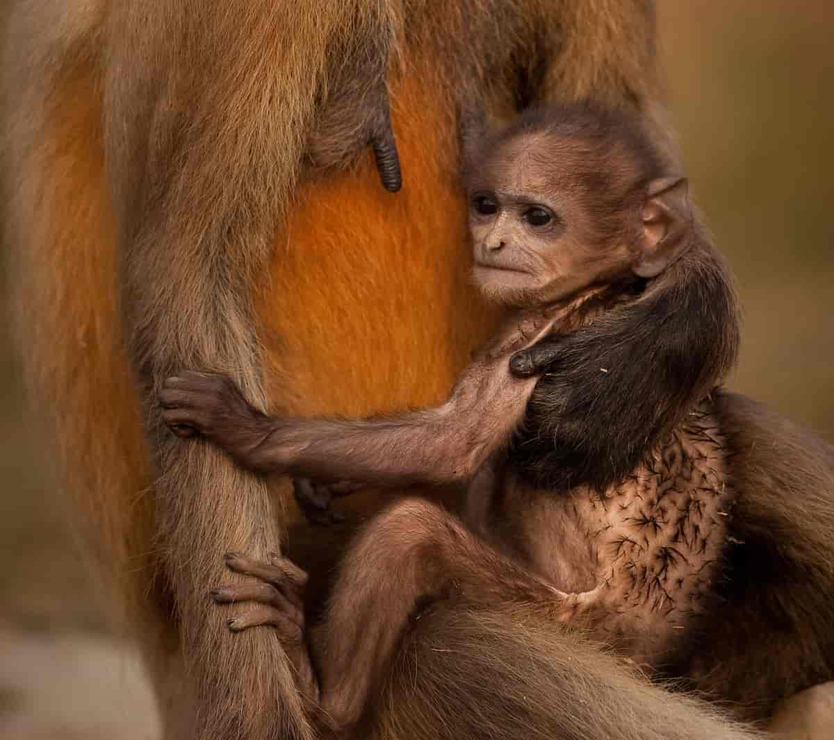 Nyfødt langurunge, Bangladesh. Gray langurs or Hanuman langurs