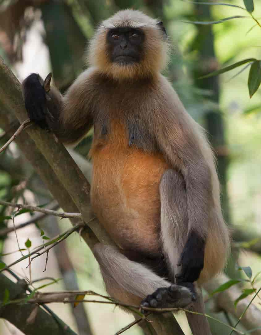 Gray langurs or Hanuman langurs, Bangladesh.