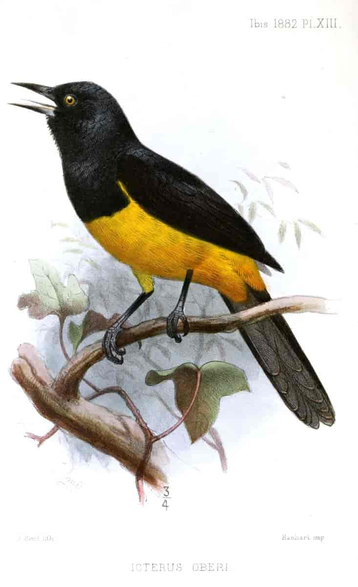 Icterus oberi