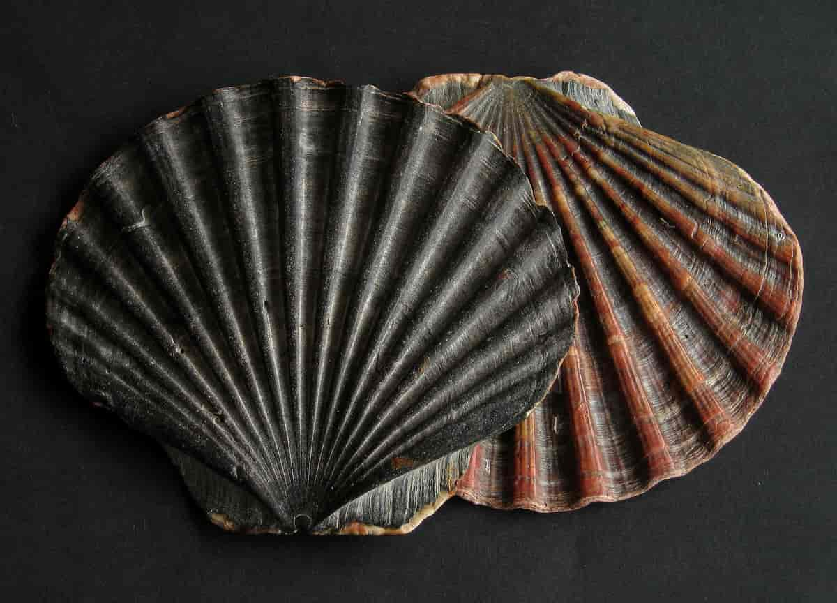 Stort kamskjell, Pecten maximus