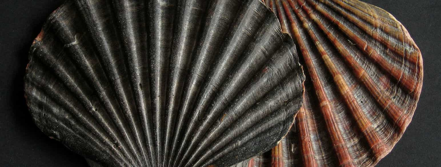 Stort kamskjell, Pecten maximus