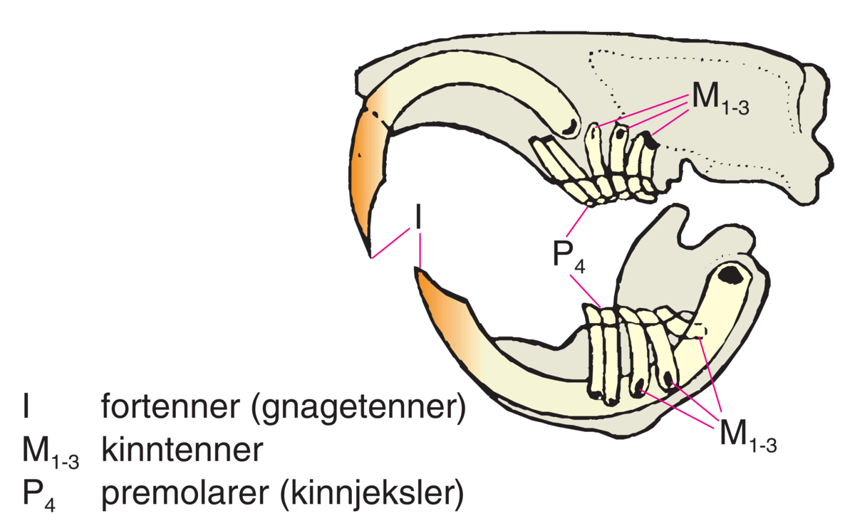 Gnagere