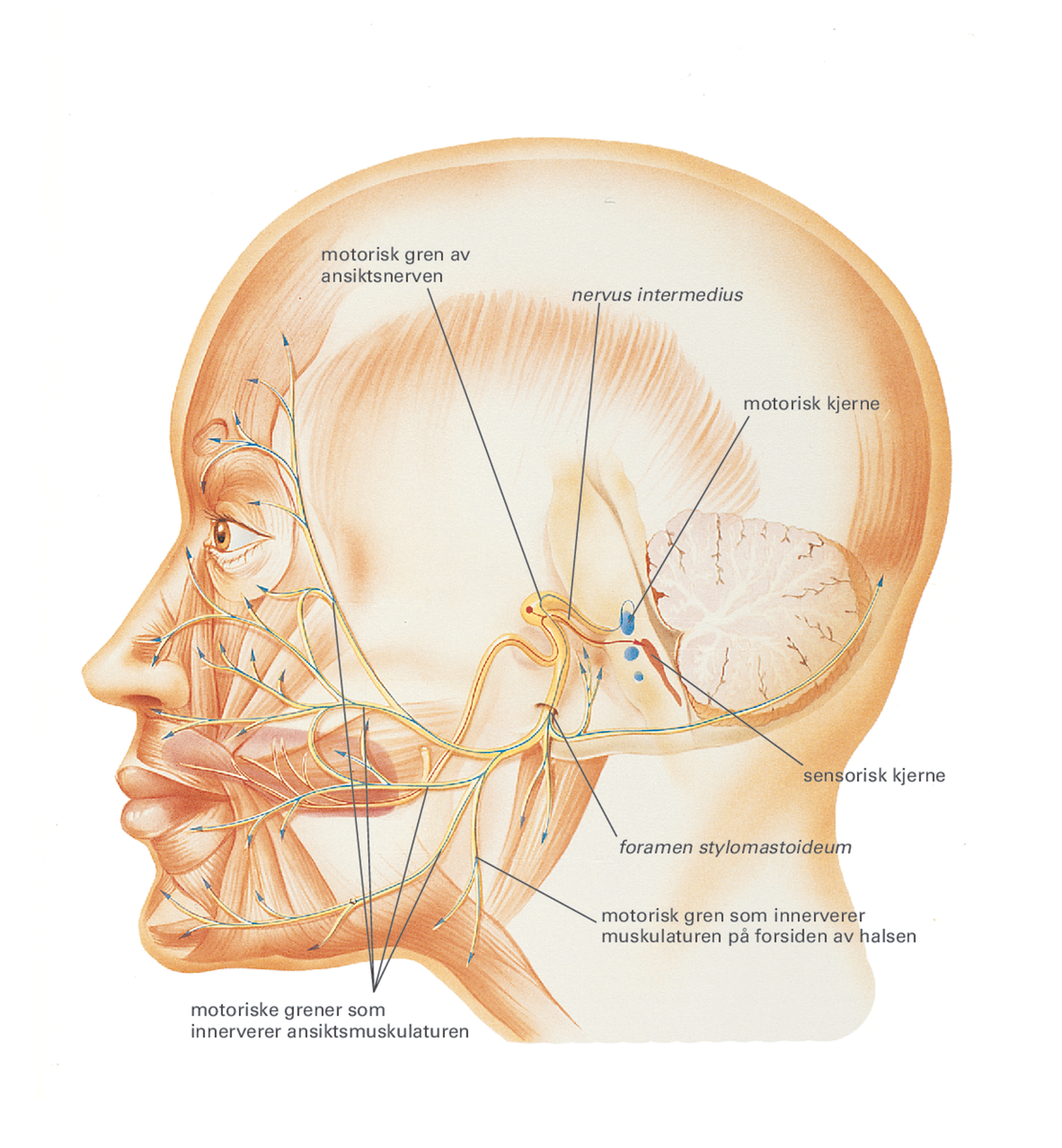 Hjernenerver.