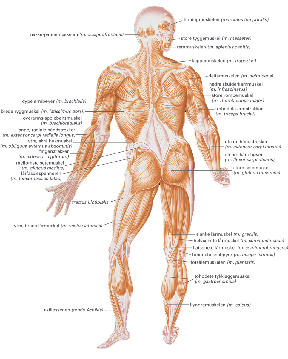 Musklene.