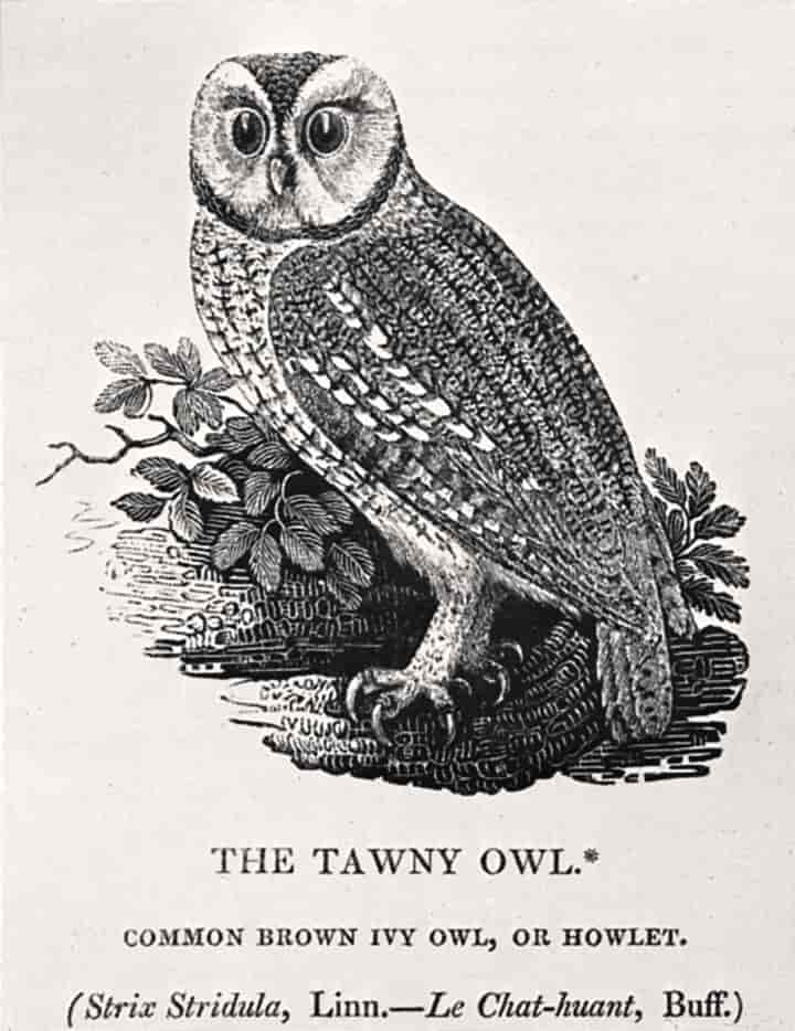 Thomas Bewick