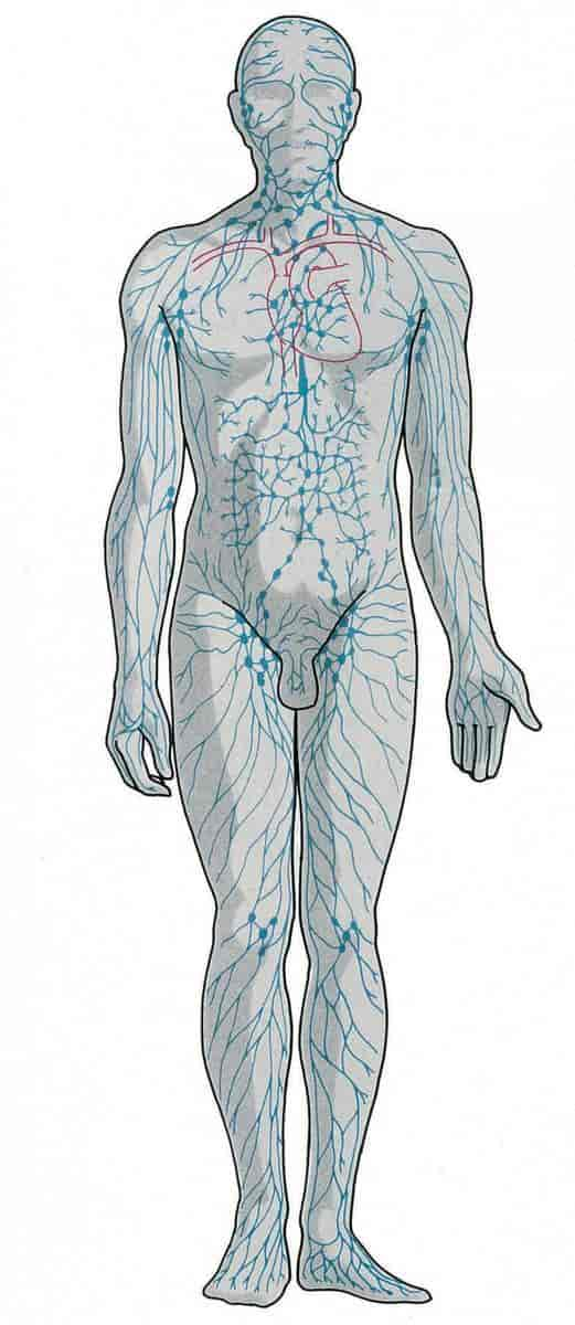 Lymfesystemet