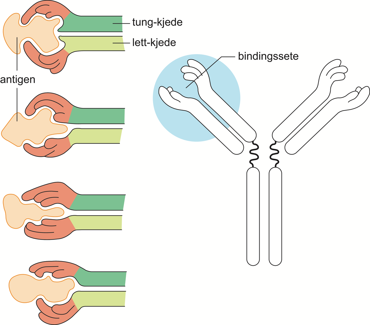 Proteinbinding.