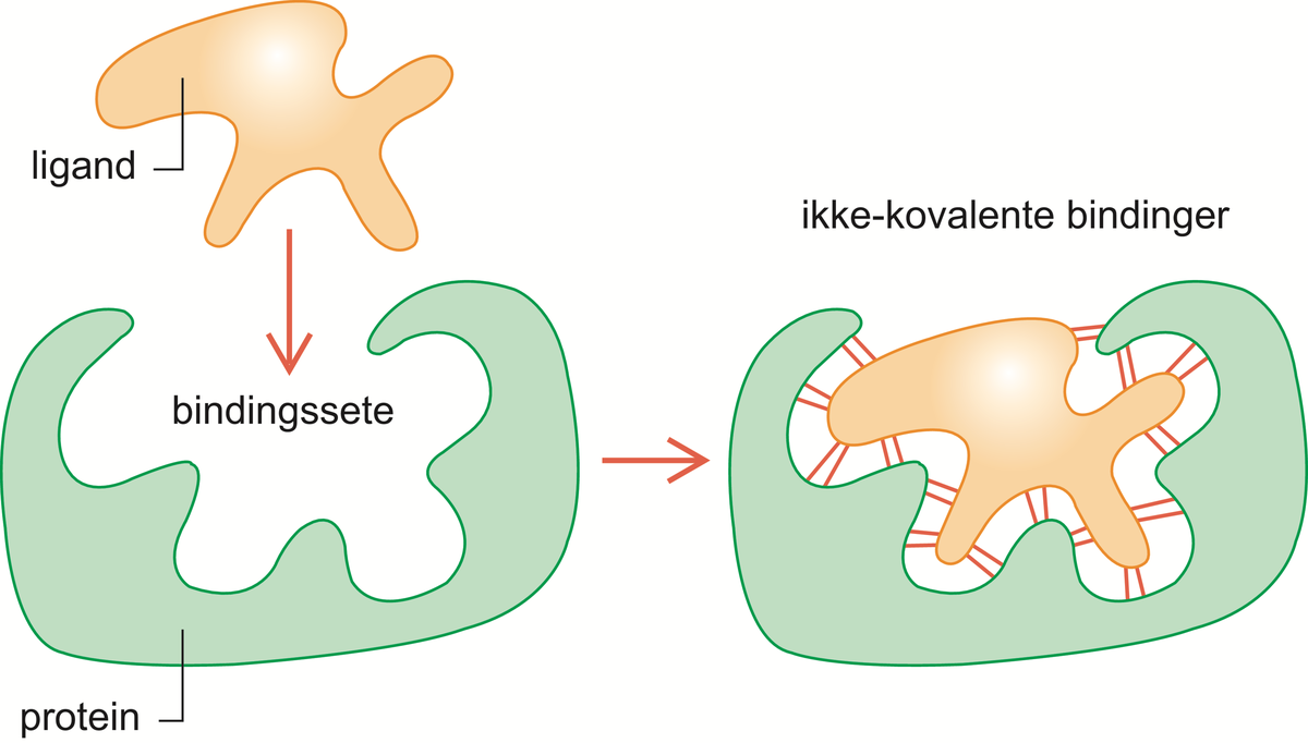 Proteinbinding.