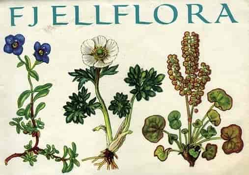 Fjellflora