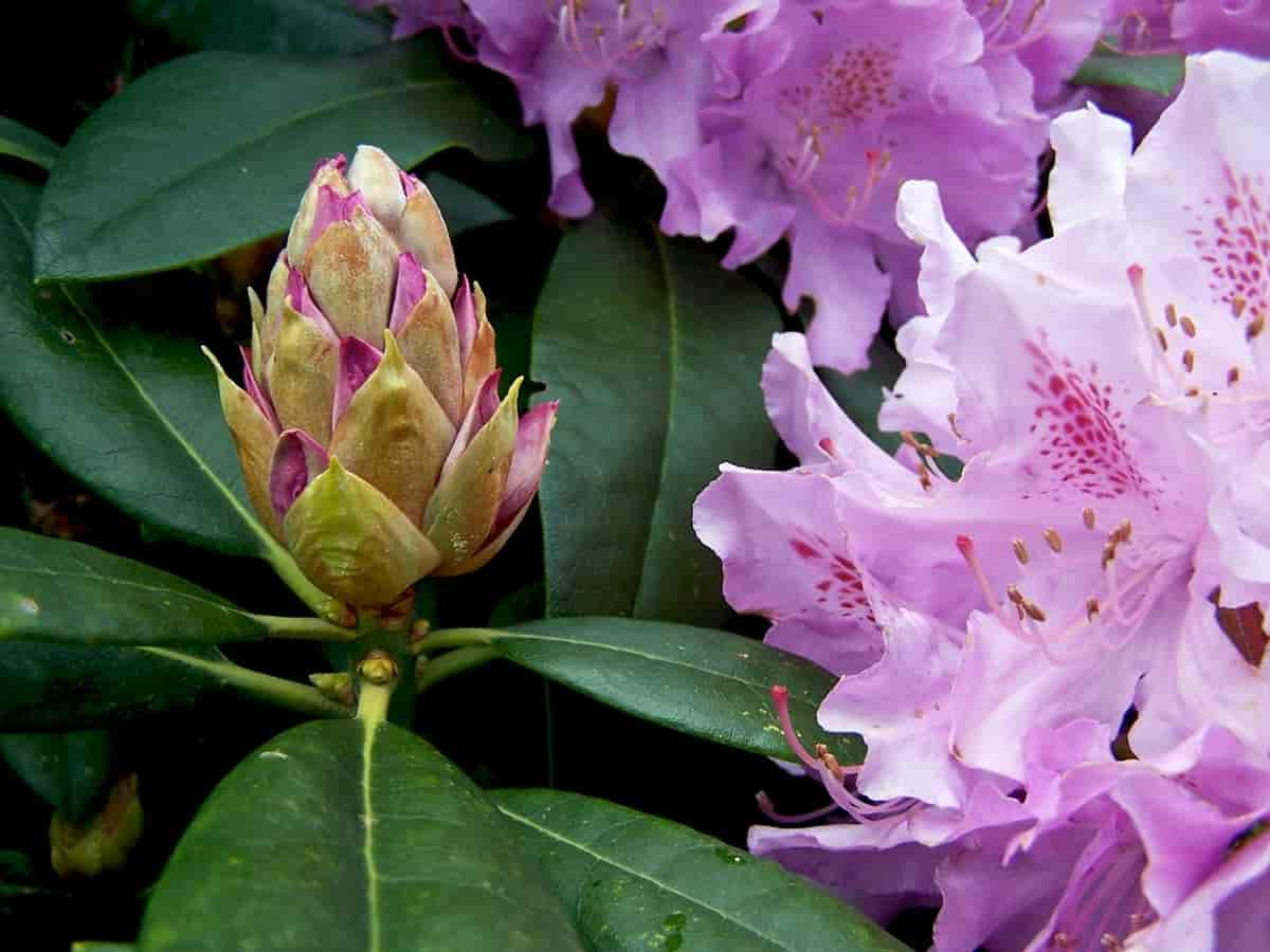 Rhododendronknopp