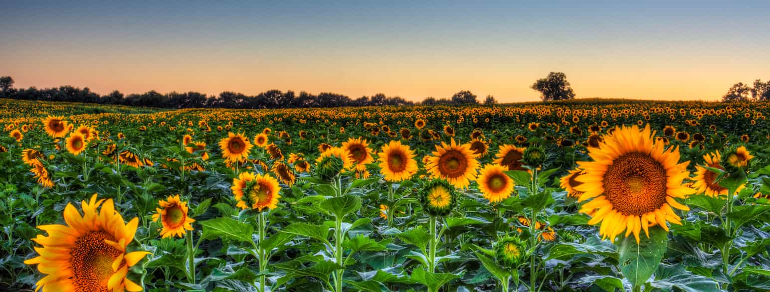 Solsikker, Kansas