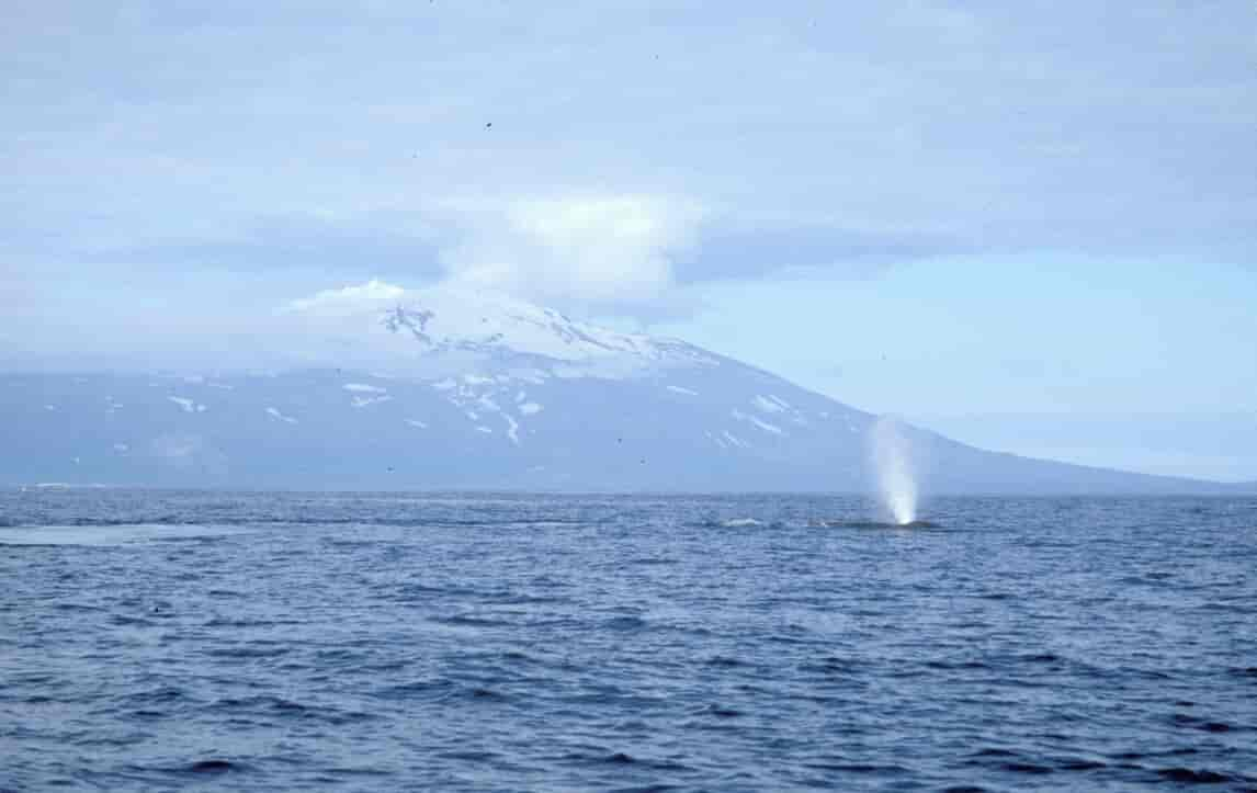 Blåhval ved Island