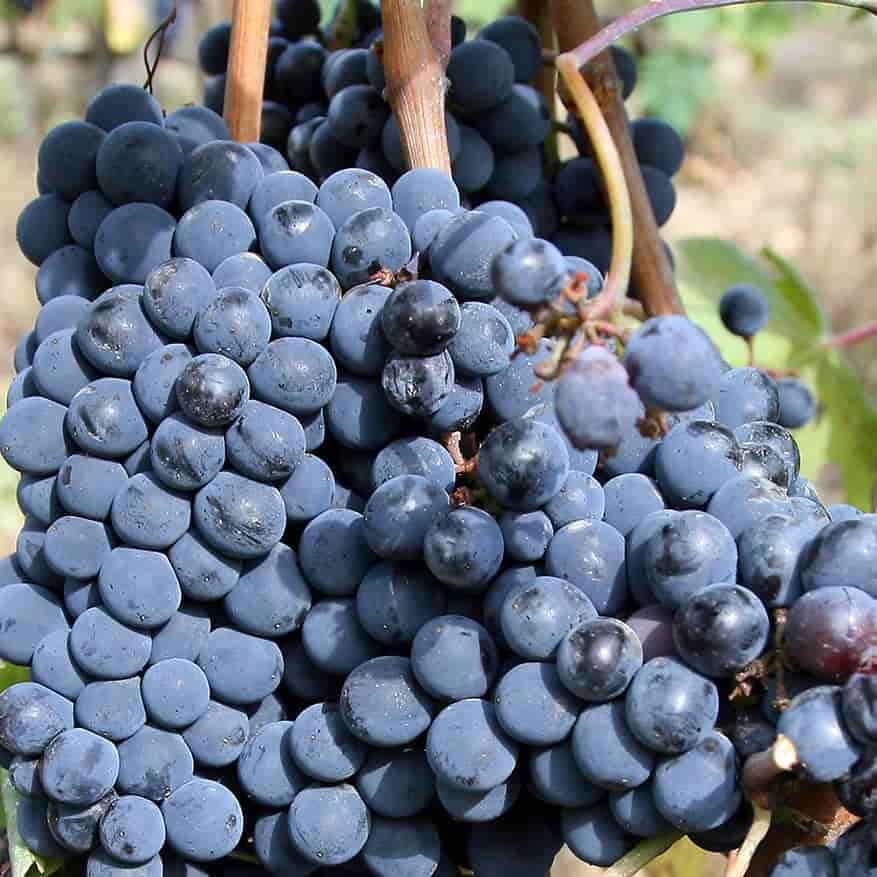 sangiovese