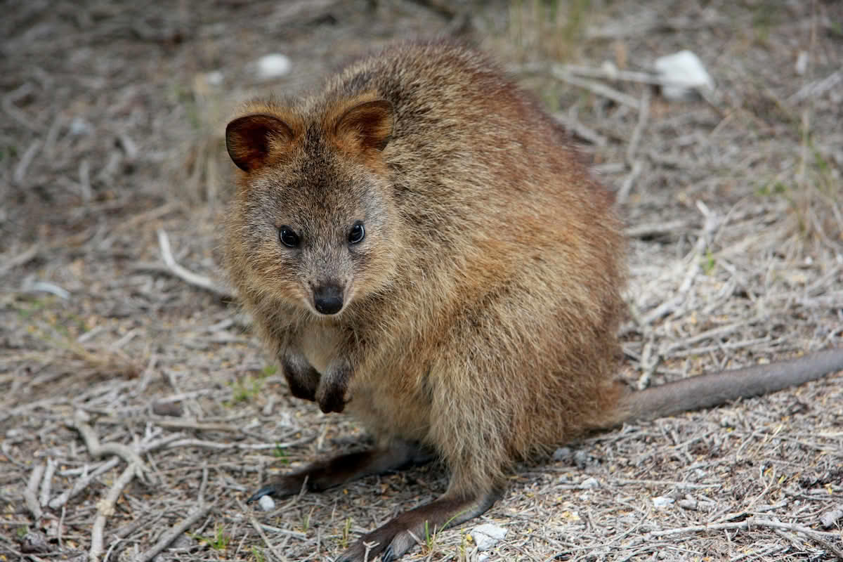 Setonix Brachyurus