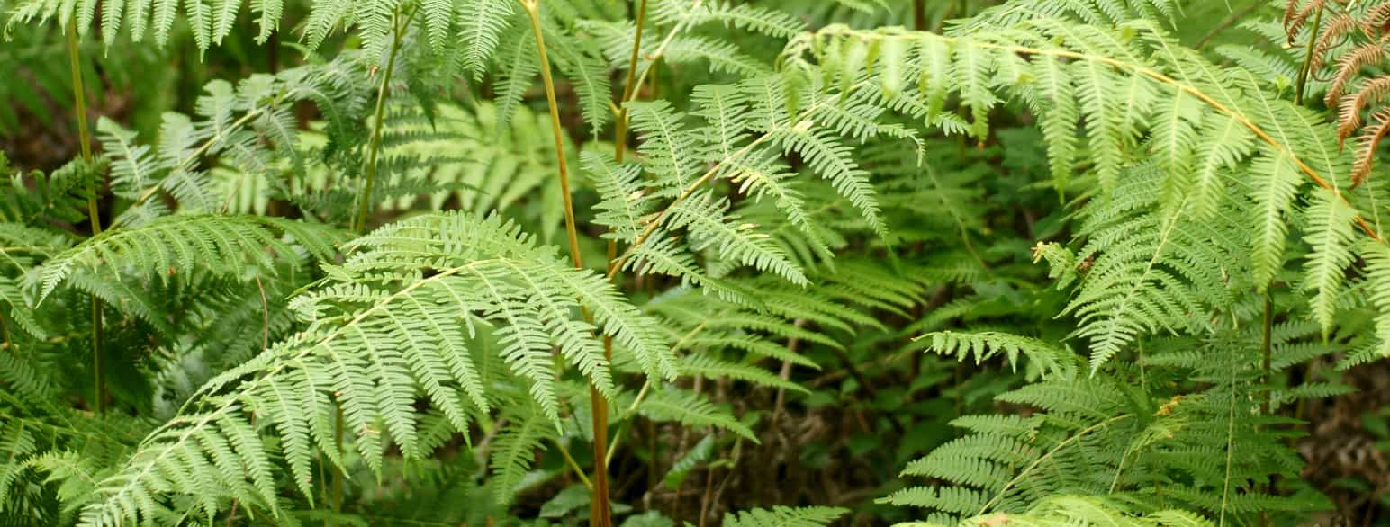 Pteridium aquilinum