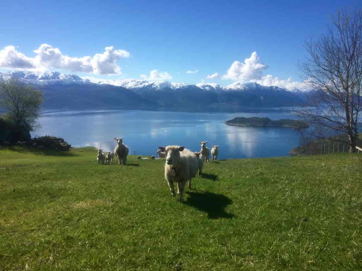 Sauer på beite på Bjørke i Fyksesund, med utsikt utover Hardangerfjorden.