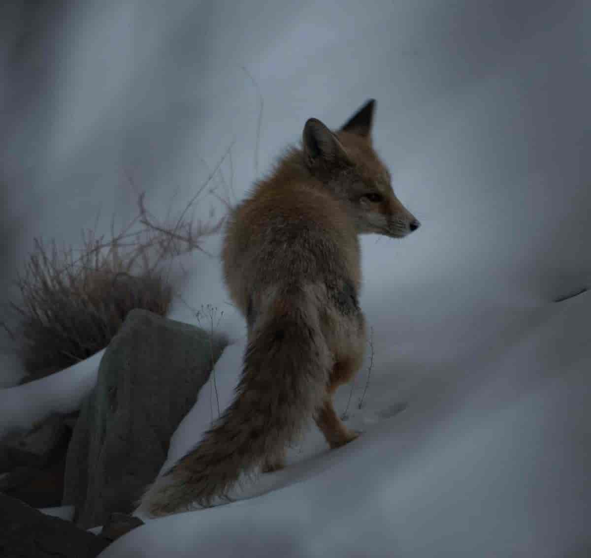 Vulpes vulpes