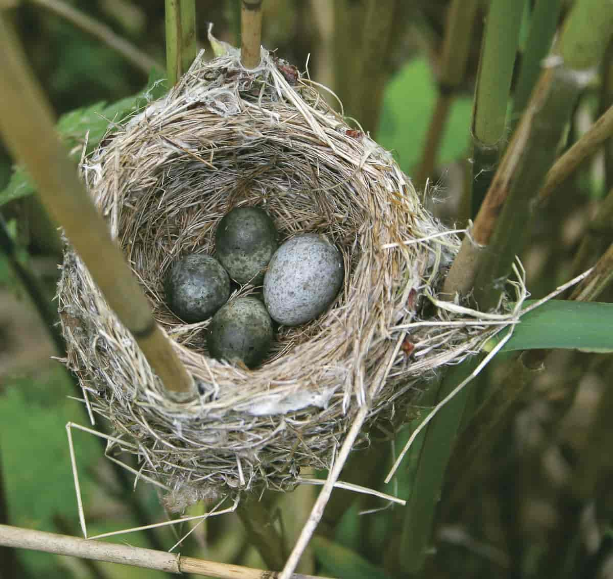 Gjøkegg med tre vertsegg i rørsangerreir. På Sjælland, Danmark er rørsangeren en vanlig vert for gjøken