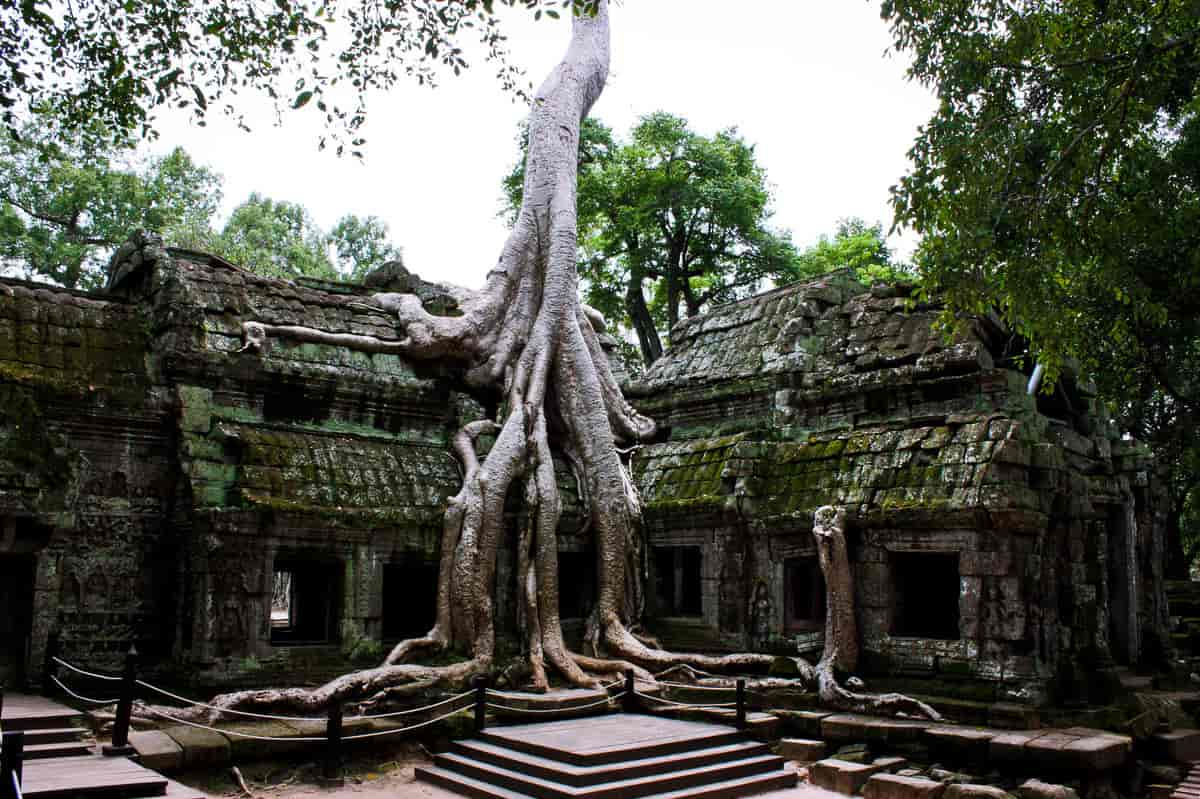 Ta Prohm