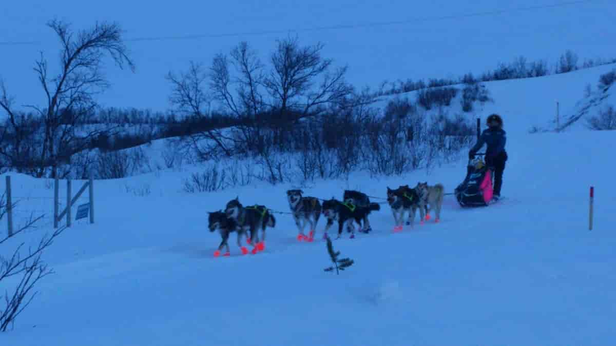 Hundekjøring Finnmarksløpet