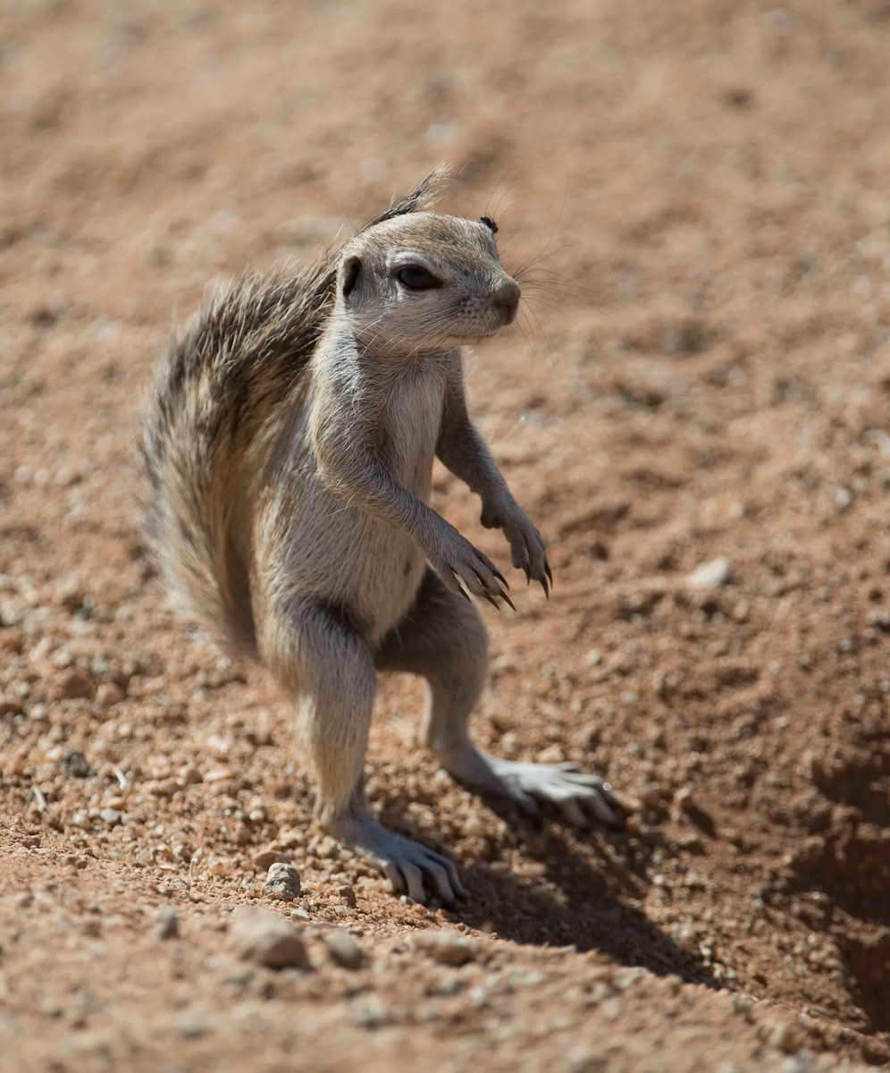 Geosciurus inauris