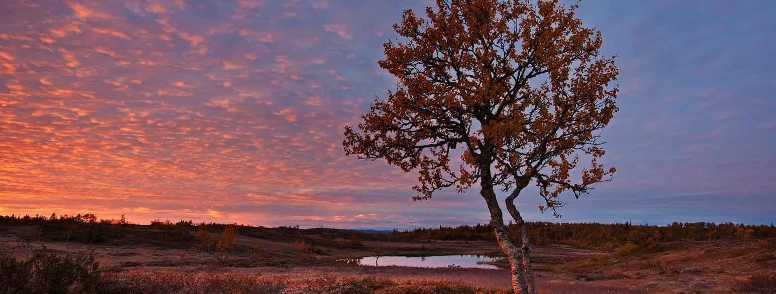 Kvelifjellet i Lierne