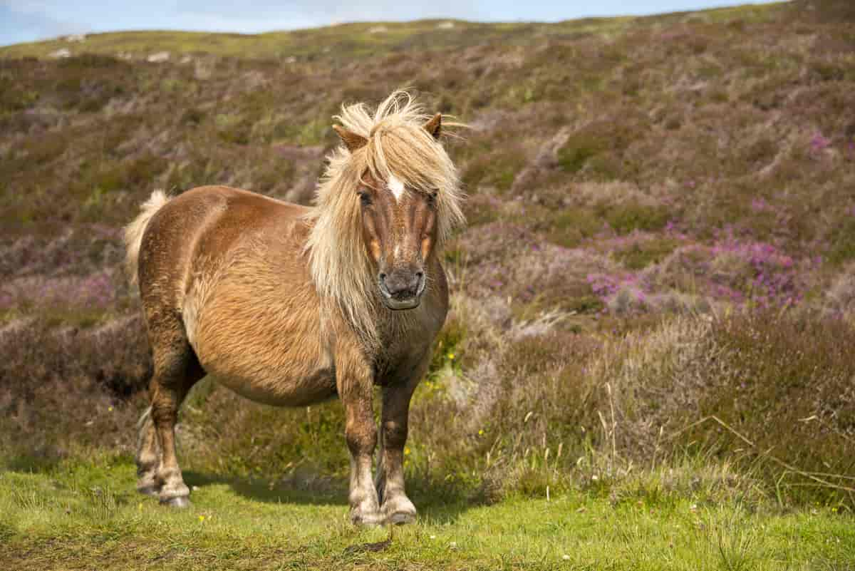 Shetlandsponni