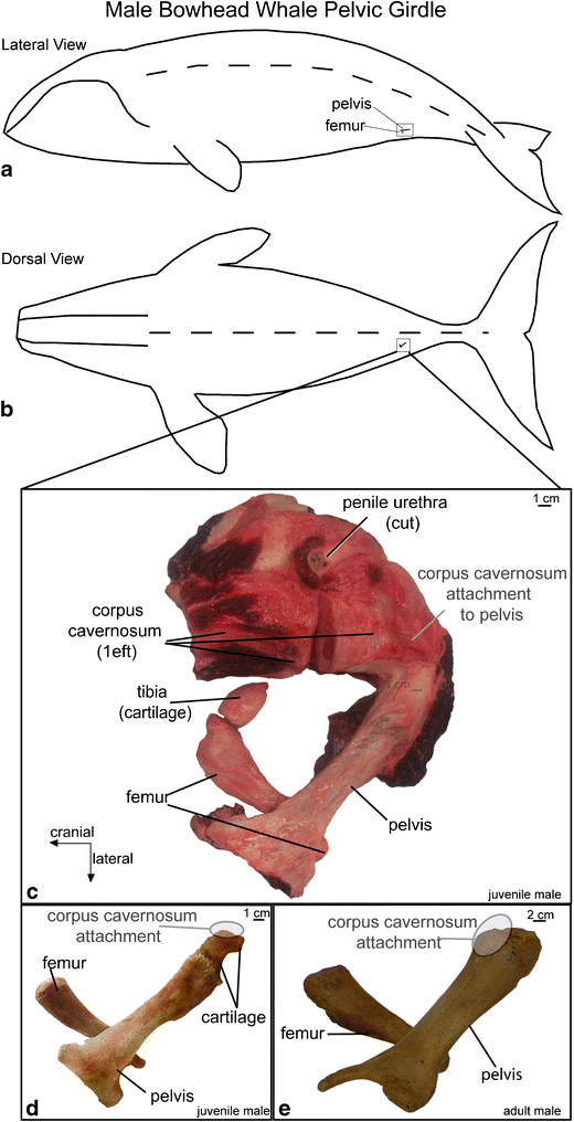 figure 25