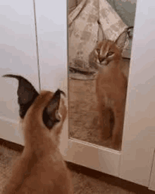 a cat is looking at its reflection in the mirror .