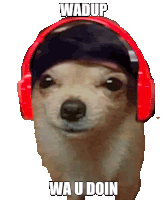 a dog wearing red headphones and a beanie says wadup