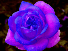 a close up of a blue and purple flower