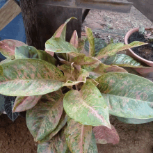 a plant with green and pink leaves is sitting in the dirt