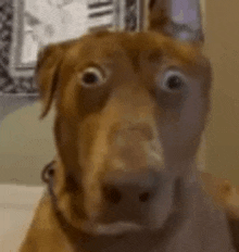 a close up of a brown dog with a surprised look on his face .