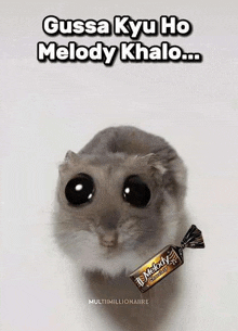 a hamster is holding a bar of melody chocolate candy in its mouth .