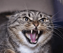 a close up of an angry cat with its mouth open and sharp teeth .