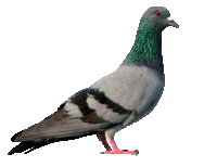 a pigeon with green feathers and red eyes is standing on a white background