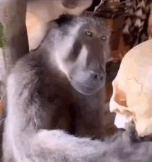 a monkey is sitting next to a skull .