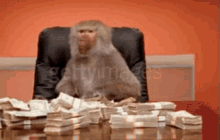 a monkey is sitting at a desk with stacks of money on it