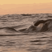 a dolphin is swimming in the ocean at sunset with waves crashing on the shore .